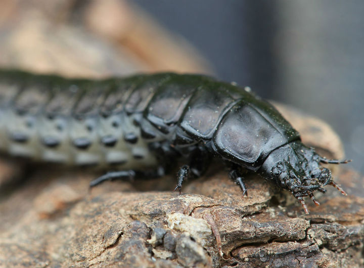 Carabidae Beetle Larva